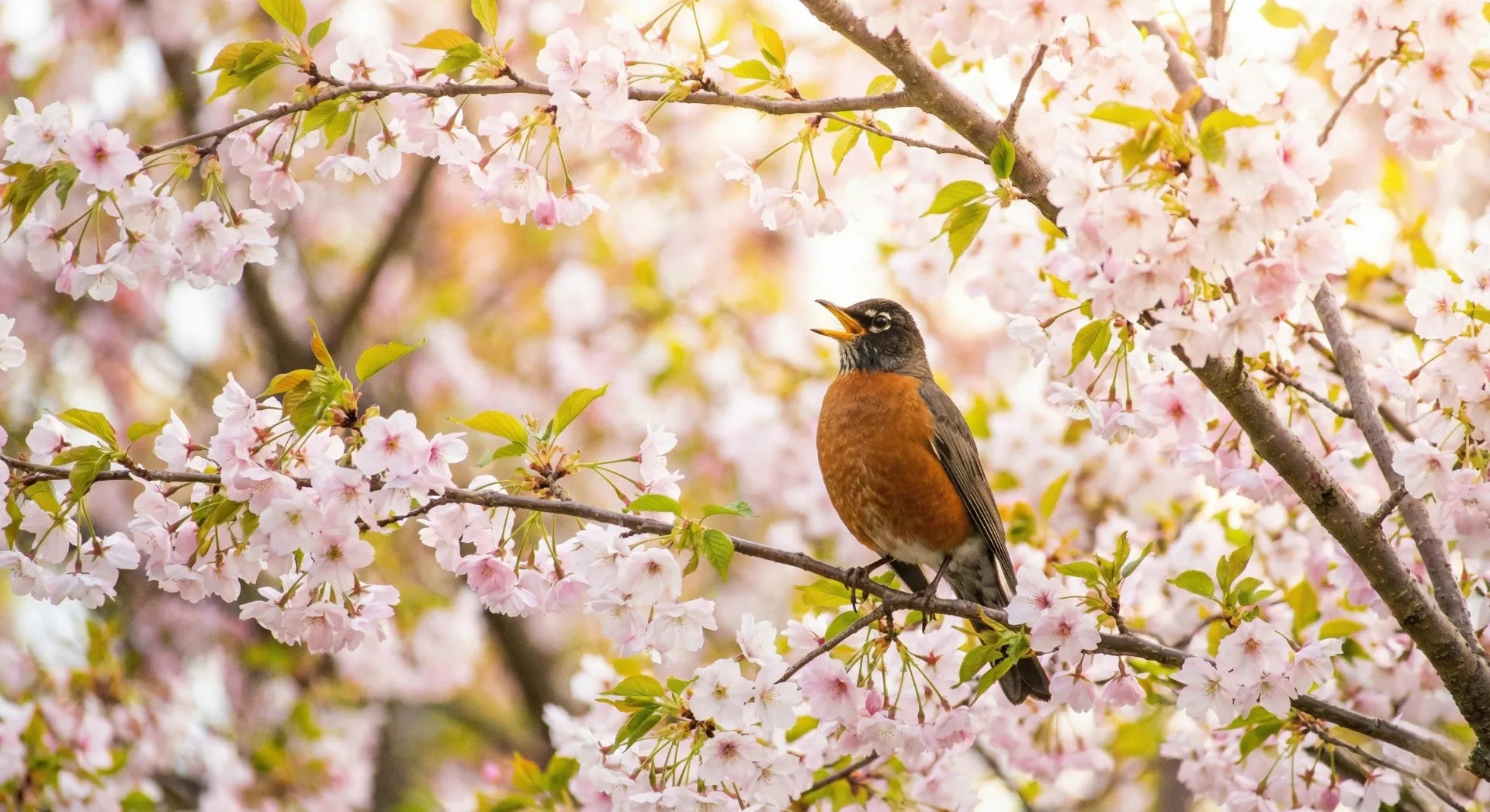 What Does It Mean When a Robin Visits You? (Hope & Renewal) – Water