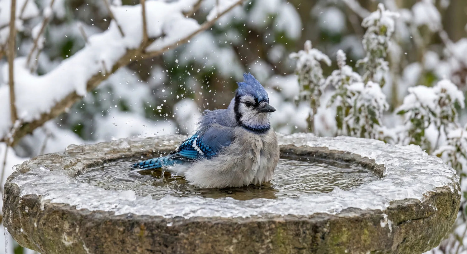 A Blue Jay bathing in a concrete bird bath during winter to keep feathers clean and warm