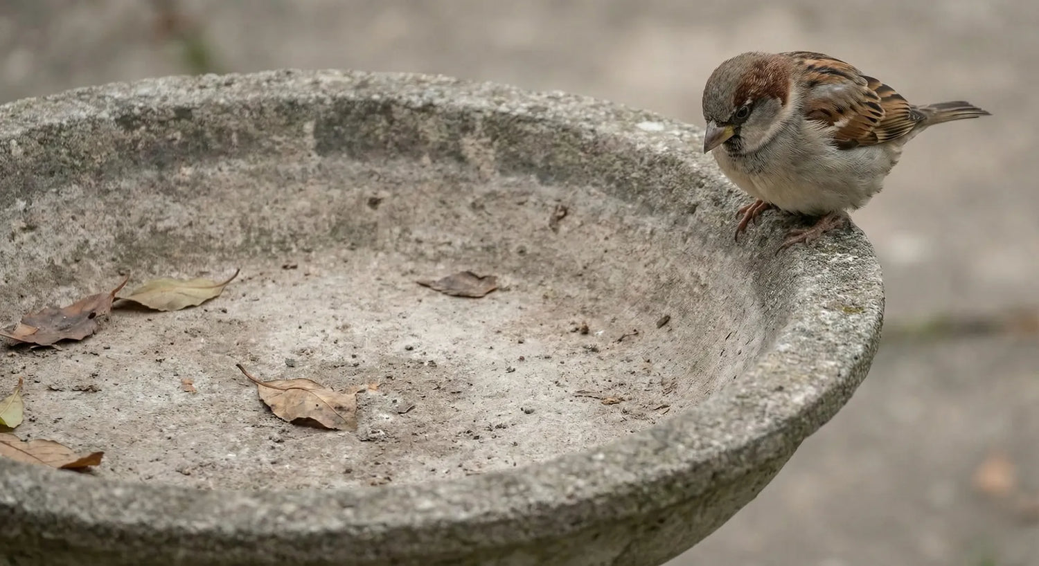 A bird looking into an empty, dry bird bath bowl