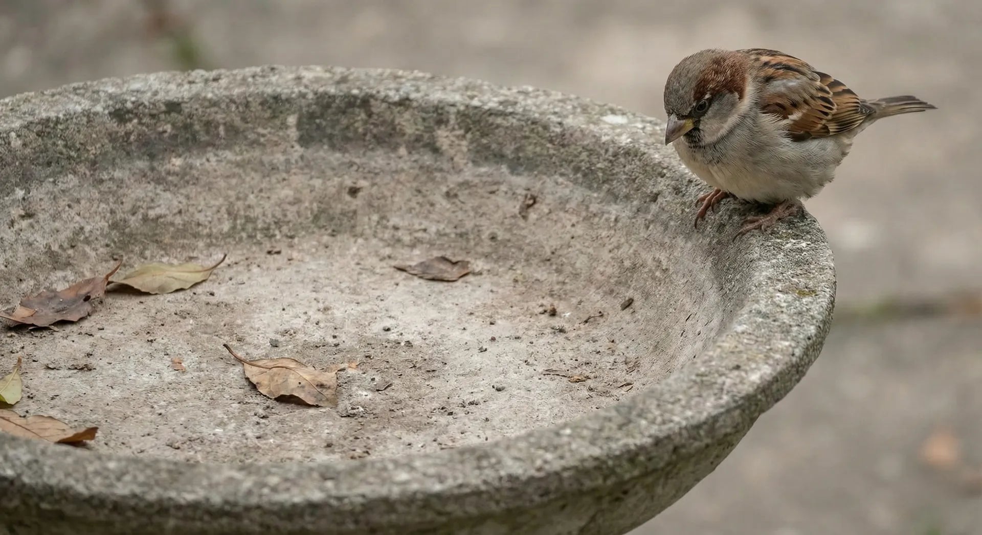A bird looking into an empty, dry bird bath bowl