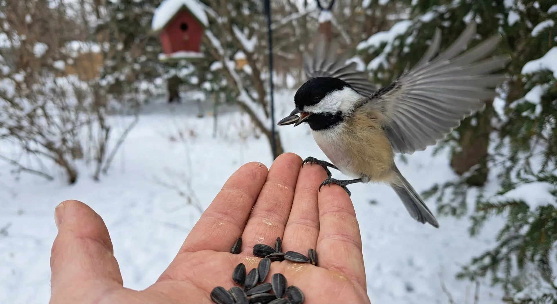 A black-capped chickadee eating sunflower seeds from a human hand