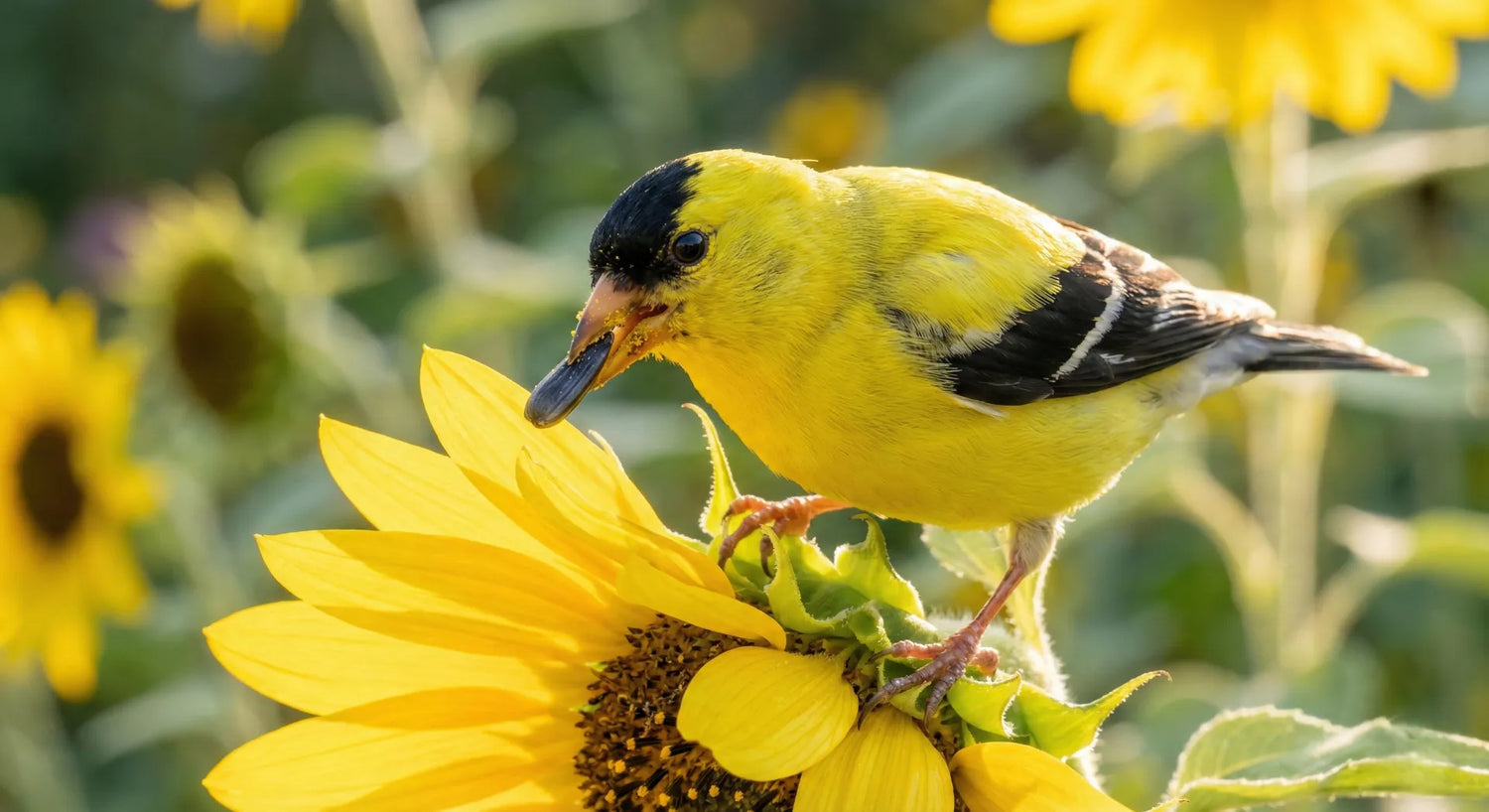 A bright yellow male American Goldfinch eating seeds from a sunflower in a sunny garden