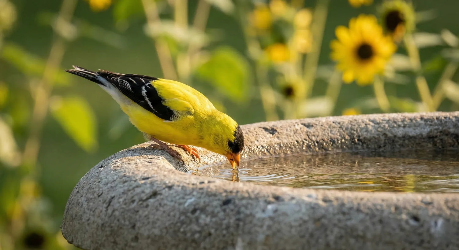 American Goldfinch drinking from a textured concrete birdbath in a sunny garden with sunflowers in the background