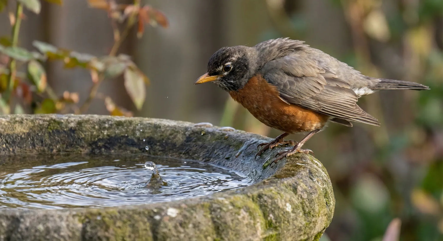 American Robin perched on a bird bath rim.