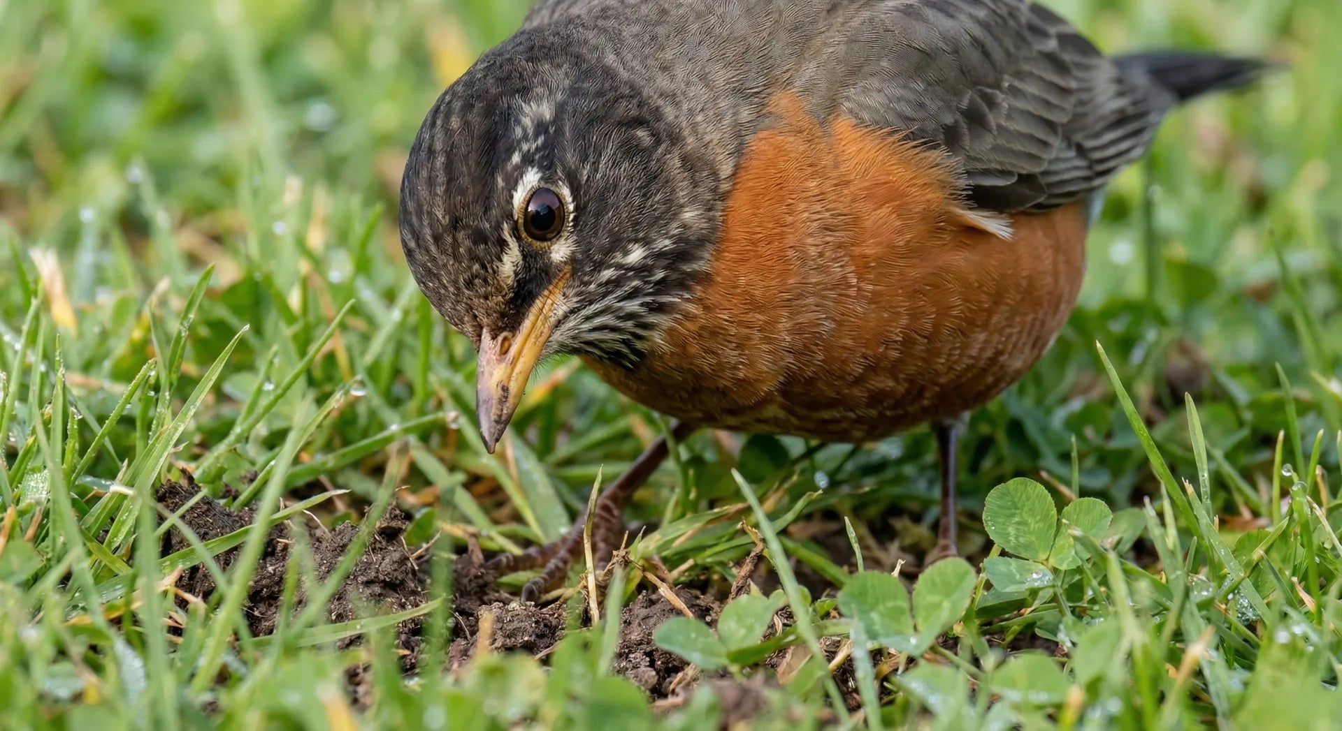 American Robin tilting its head to look for worms