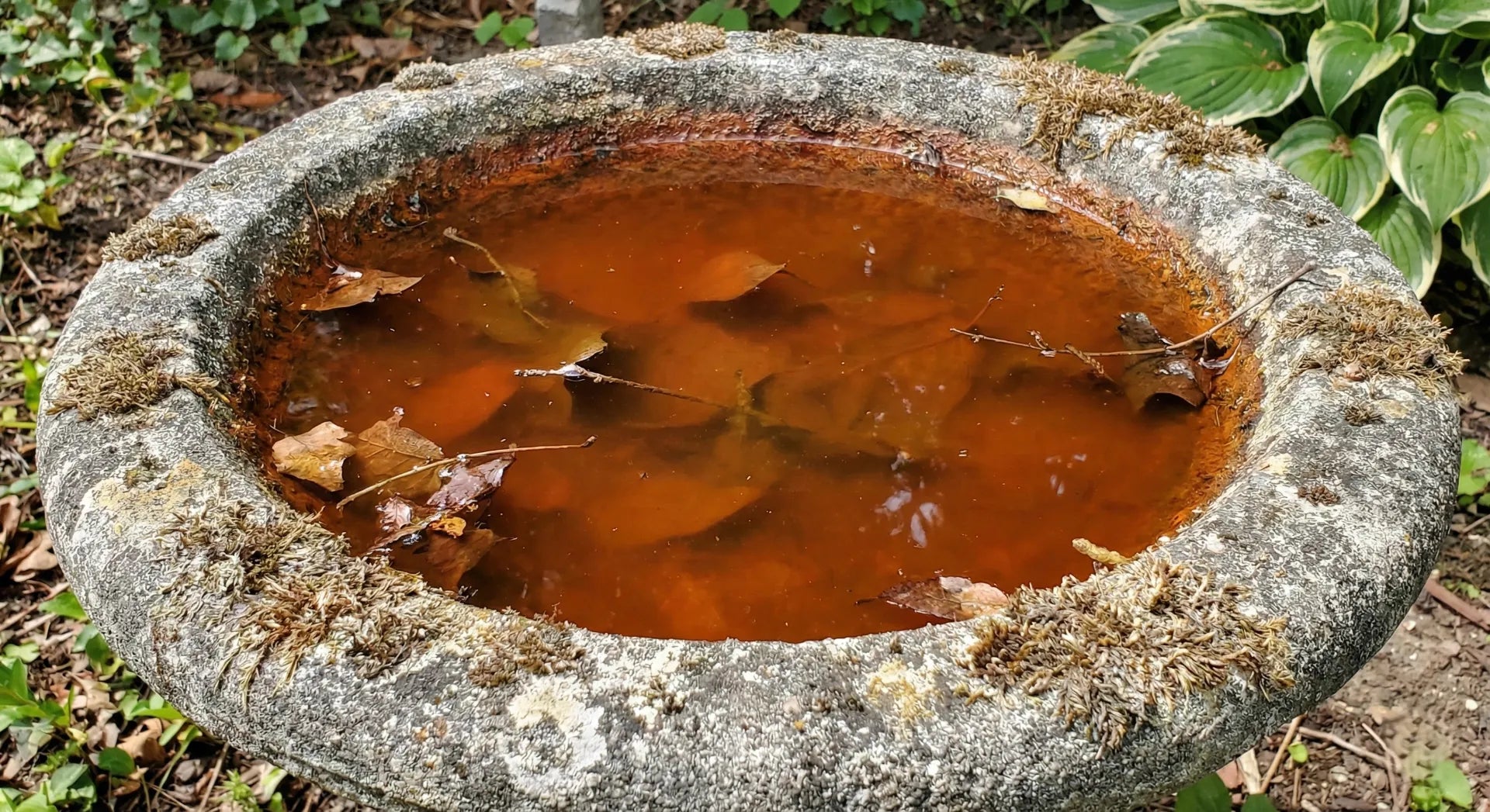 Bird bath water turned red due to algae