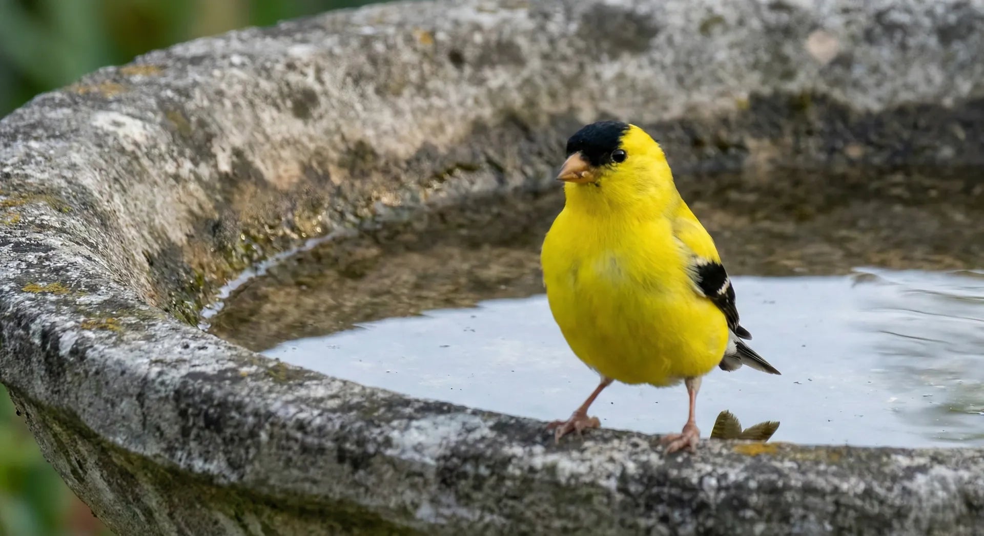 Bright yellow goldfinch on a gray concrete bird bath, showing beautiful color contrast