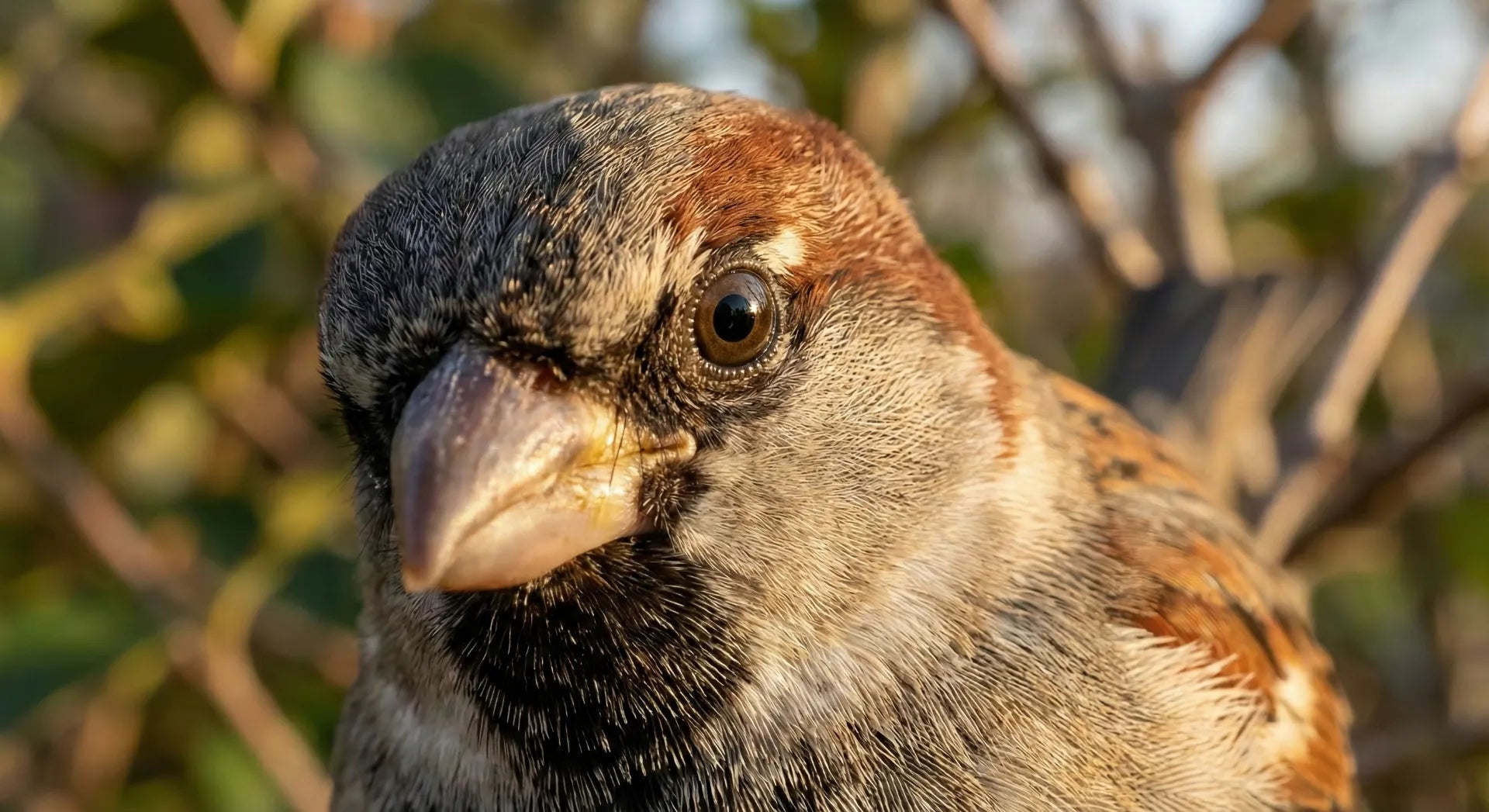 Close-up of a house sparrow face showing intelligence and curiosity
