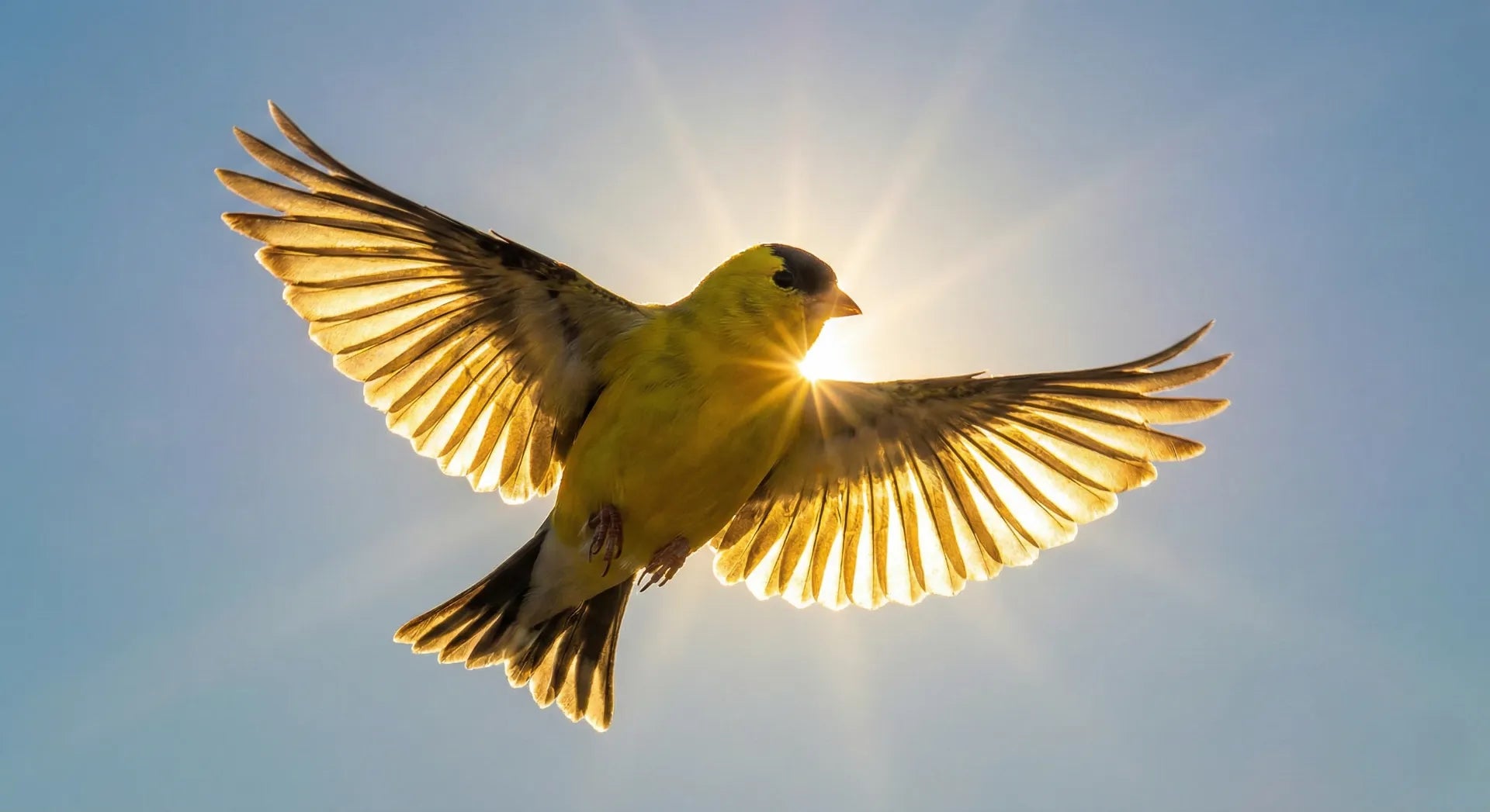 Flying American Goldfinch glowing in the sunlight, symbolizing joy