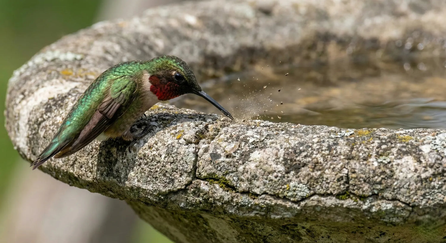 Hummingbird cleaning its beak on a textured concrete bird bath