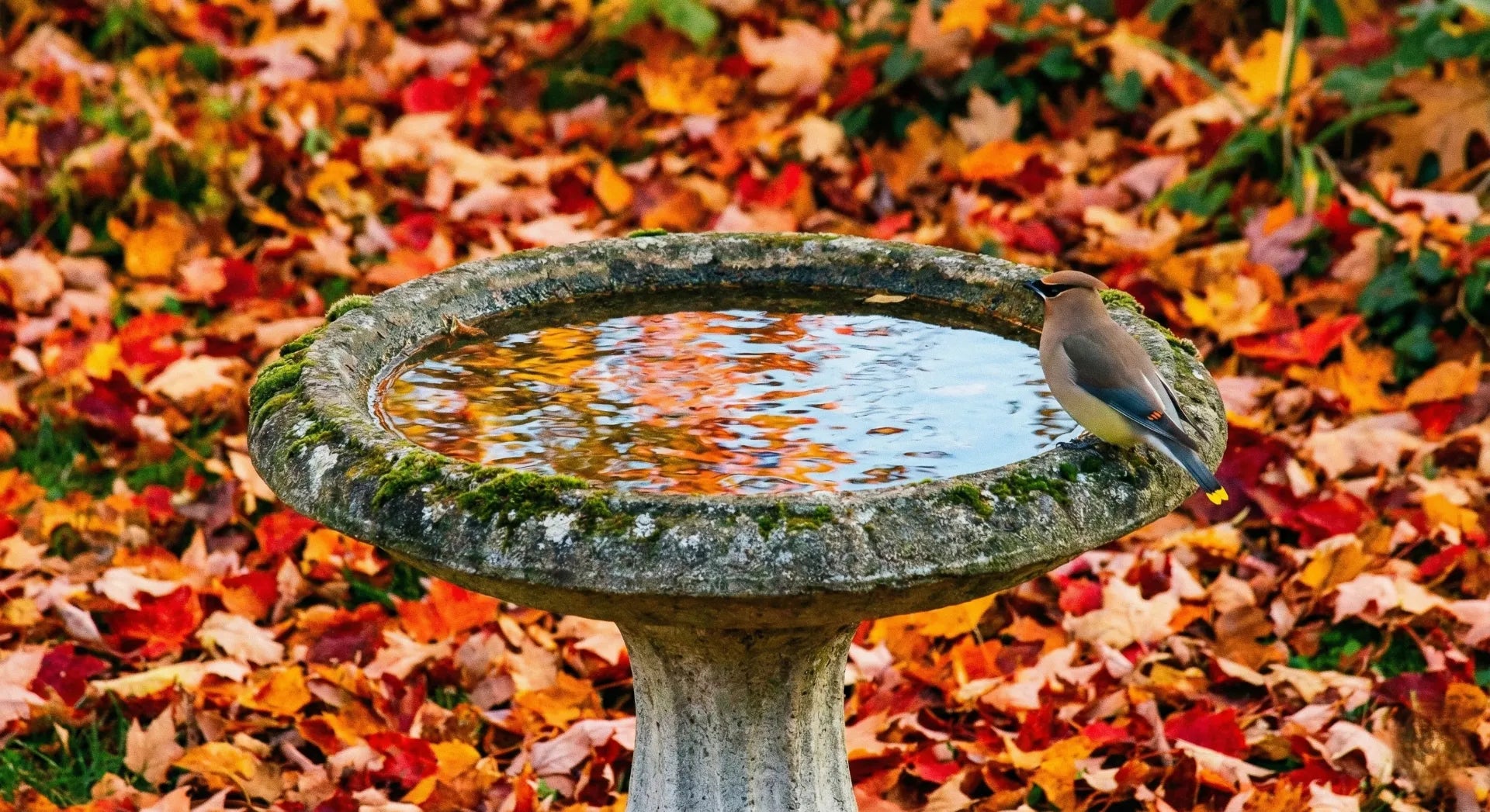 Migrating bird drinking from a clean concrete bird bath in autumn
