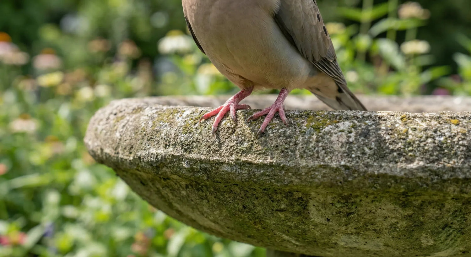 Mourning dove standing securely on the textured rim of a concrete bird bath