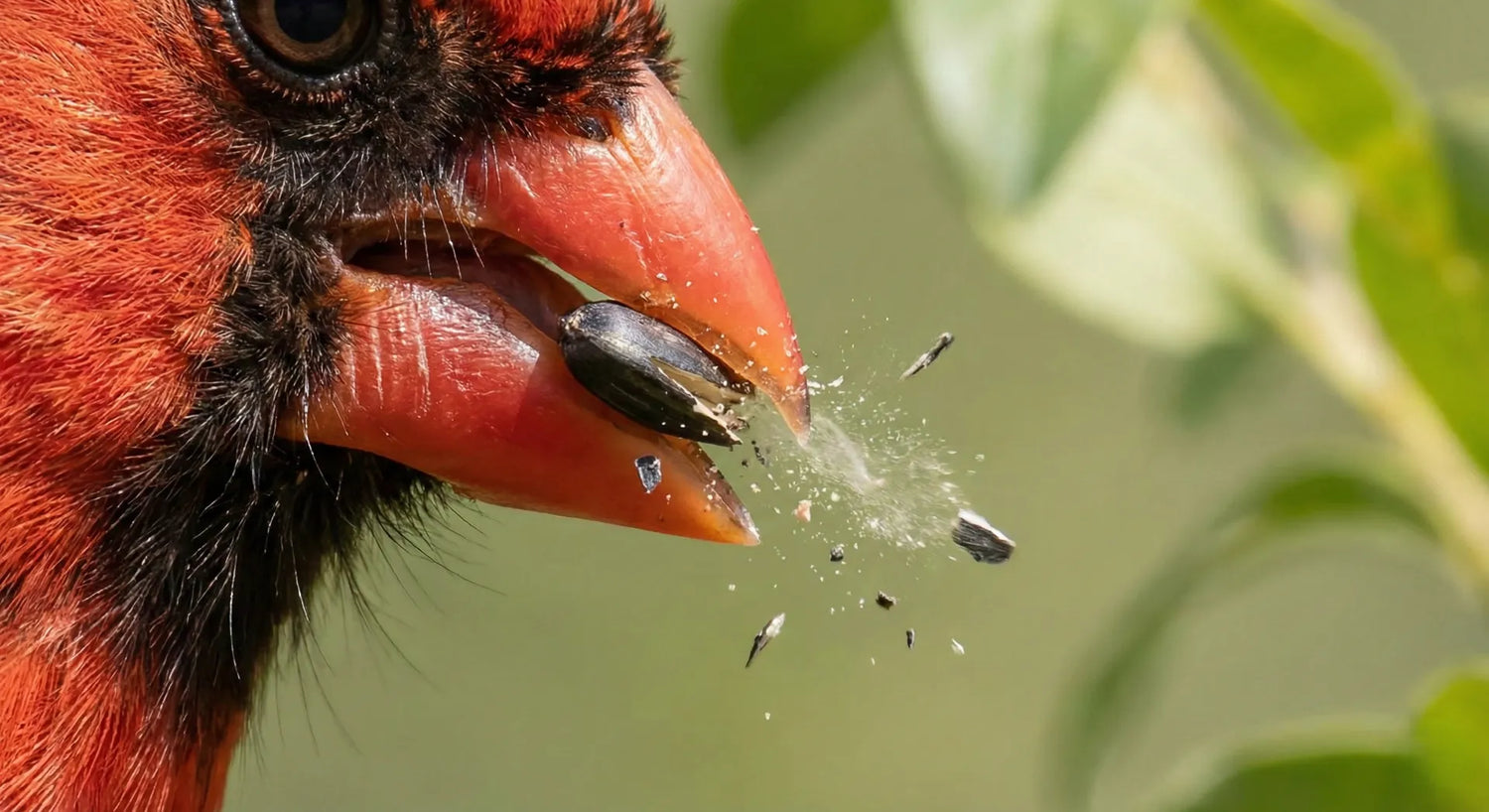 Northern Cardinal cracking a black oil sunflower seed.