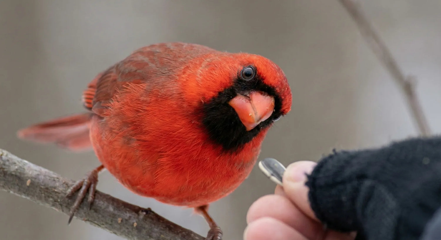 Northern Cardinal looking at a human, illustrating bird intelligence