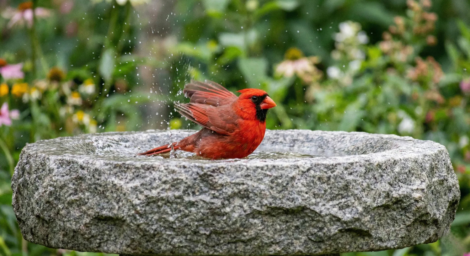 Red cardinal bathing in grey stone bird bath