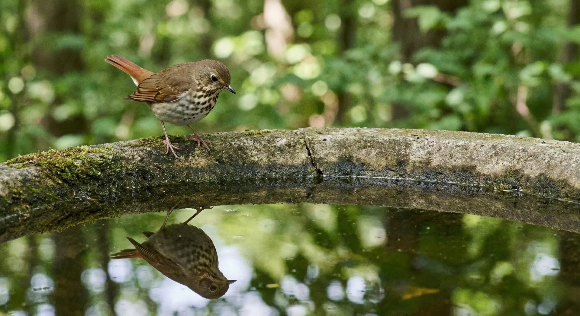 Small shy woodland bird perching on the rim of a simple concrete bird bath with calm, still water in a green garden setting