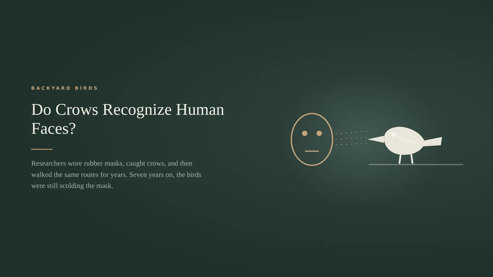 Dark green title card for an article on whether crows recognize human faces, showing a plain rubber mask on the left with dashed sight lines running to a crow perched on a branch on the right