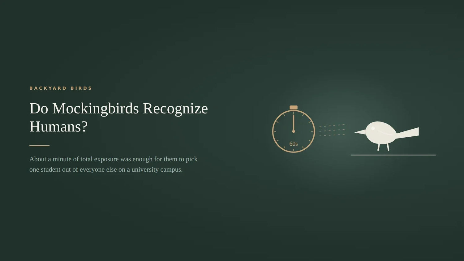 Dark green title card for an article on whether mockingbirds recognize humans, showing a stopwatch marked sixty seconds on the left with dashed sight lines running to a mockingbird perched on a branch on the right