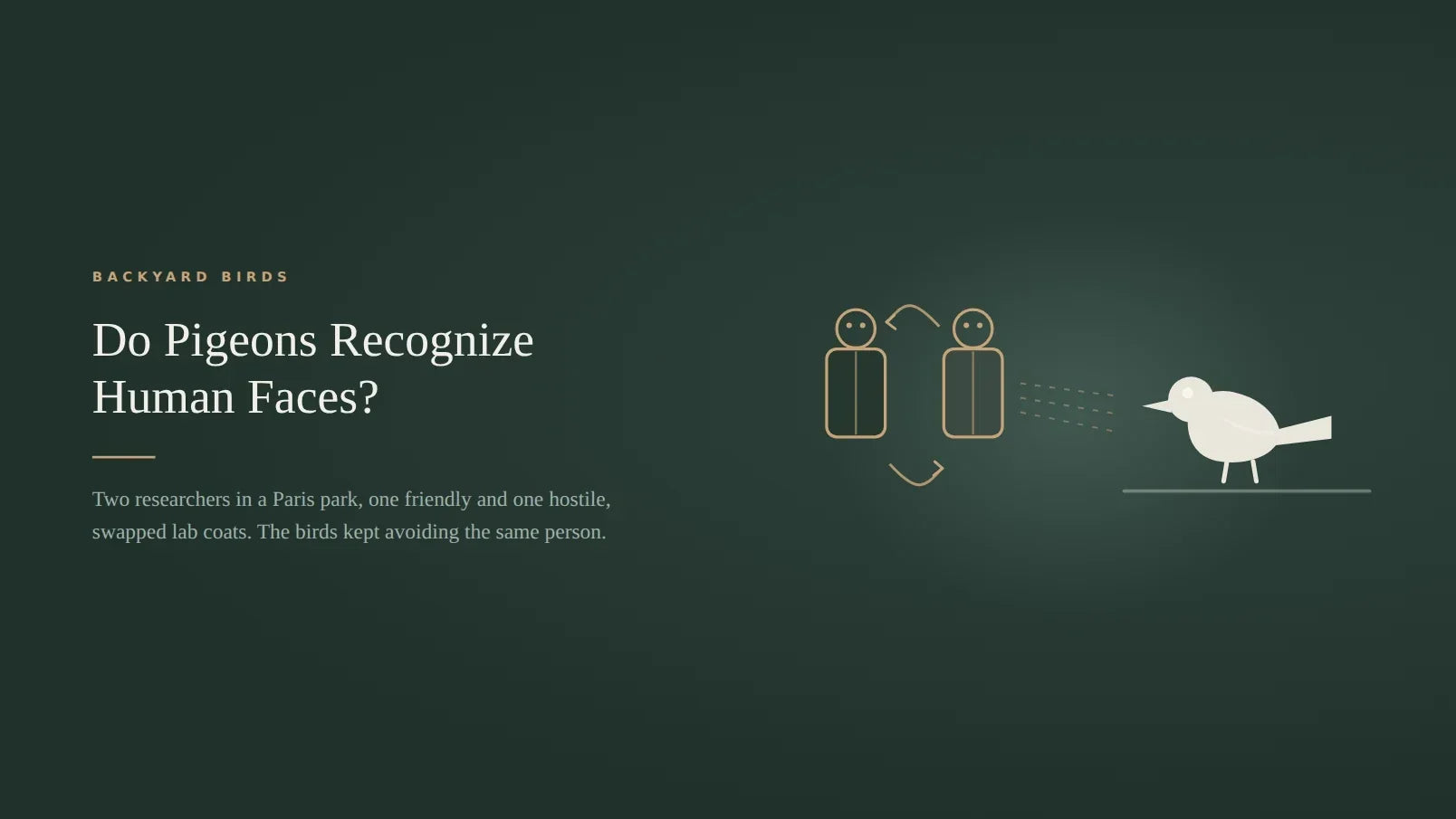 Dark green title card for an article on whether pigeons recognize human faces, showing two outlined figures in lab coats with arrows indicating the coats being swapped, and dashed sight lines running to a pigeon perched on a branch