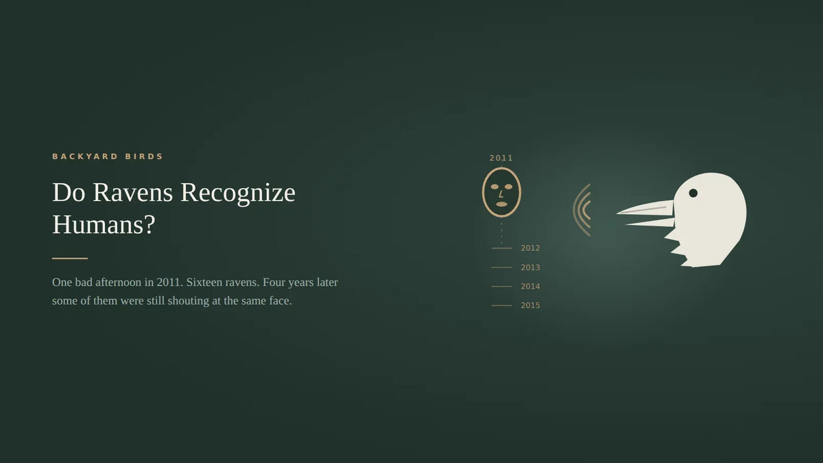Dark green title card for an article on whether ravens recognize humans, showing a neutral rubber mask hanging above a scale of years from 2011 to 2015, with a raven head in profile at right, bill open, calling toward the mask