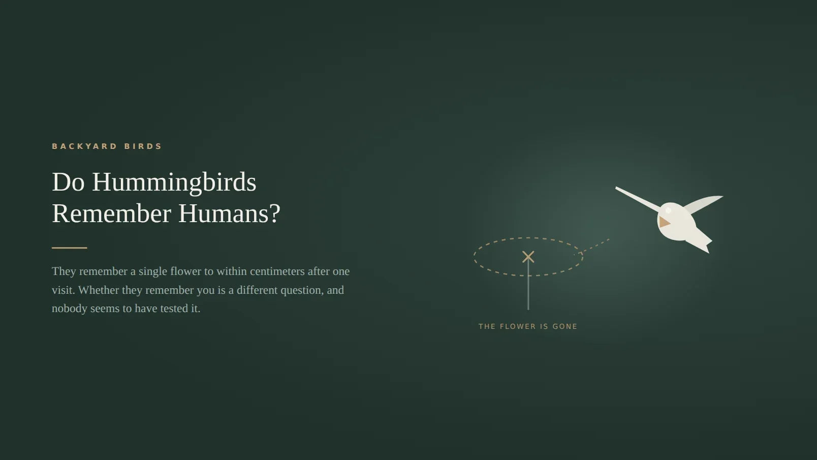 Dark green title card for an article on whether hummingbirds remember humans, showing a dashed outline marking the spot where a flower used to be and a hummingbird hovering beside it with its bill pointed at the empty space
