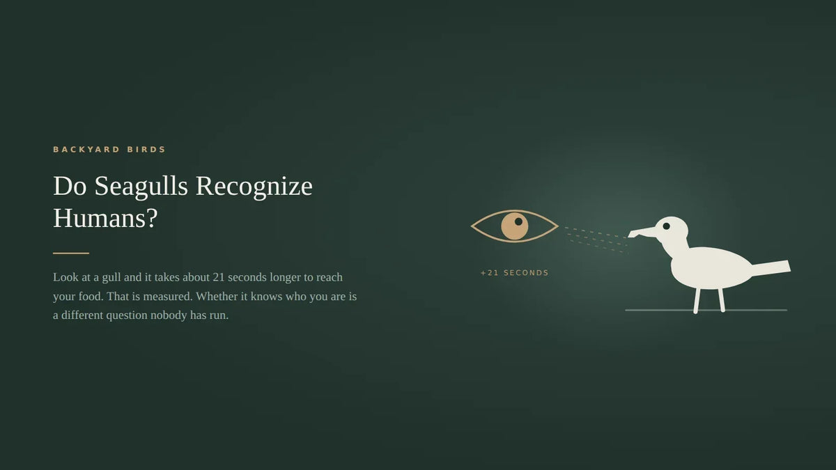 Dark green title card for an article on whether seagulls recognize humans, showing a large stylized human eye on the left with dashed sight lines running to a herring gull standing on the right, marked twenty one seconds