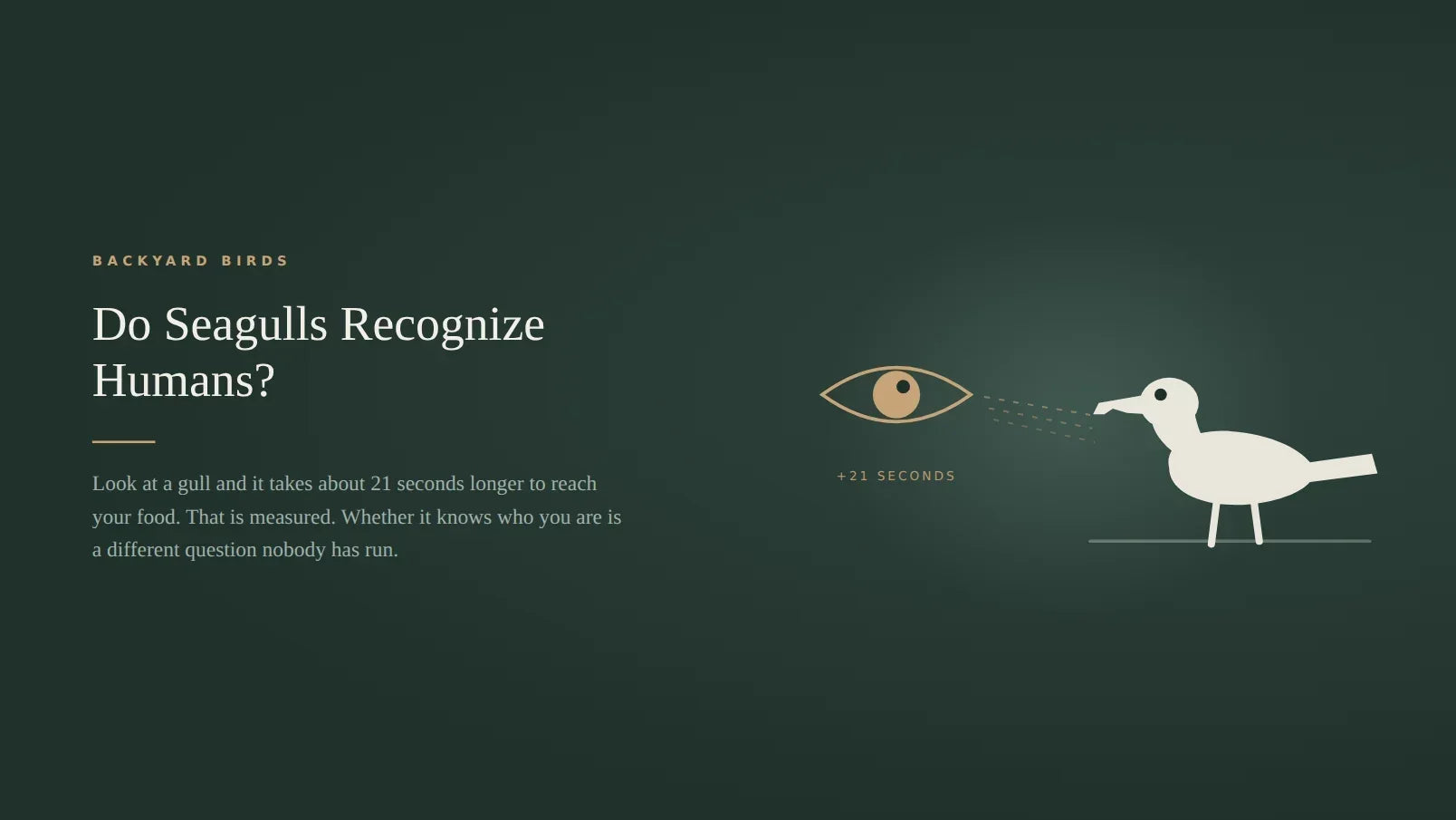 Dark green title card for an article on whether seagulls recognize humans, showing a large stylized human eye on the left with dashed sight lines running to a herring gull standing on the right, marked twenty one seconds