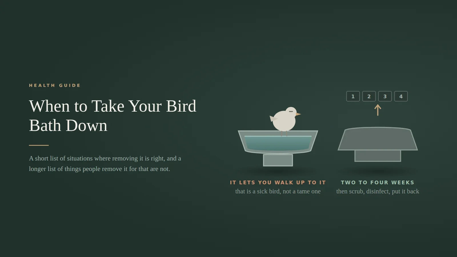 Cover diagram with a puffed up songbird perched on a full bird bath labeled it lets you walk up to it, beside the same bath turned upside down on its base with a two to four week counter above it