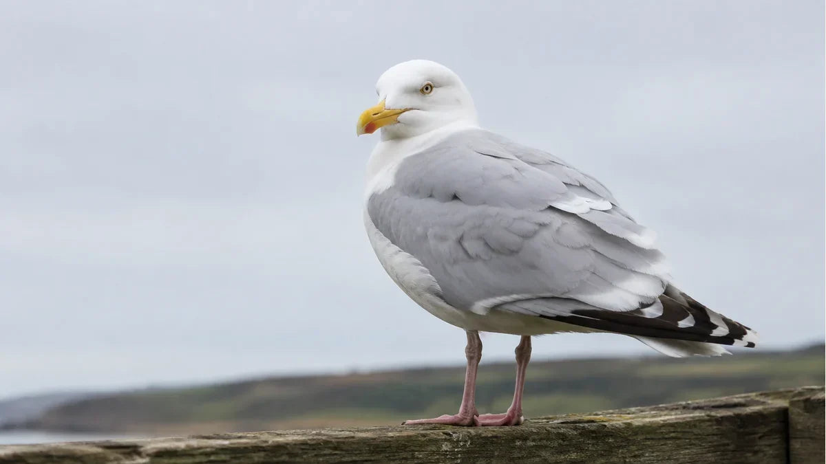 A single adult gull on a weathered post with its head turned so one eye faces the viewer