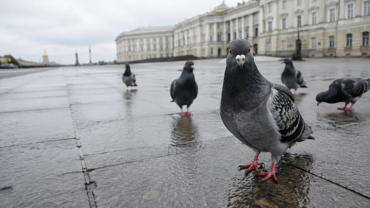 Feral pigeons on wet paving in an open square with one bird in focus looking toward the viewer
