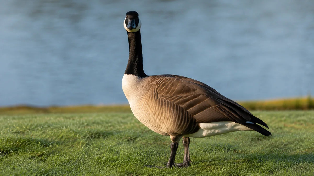 A Canada goose on short mown grass with its head raised and alert, water blurred behind