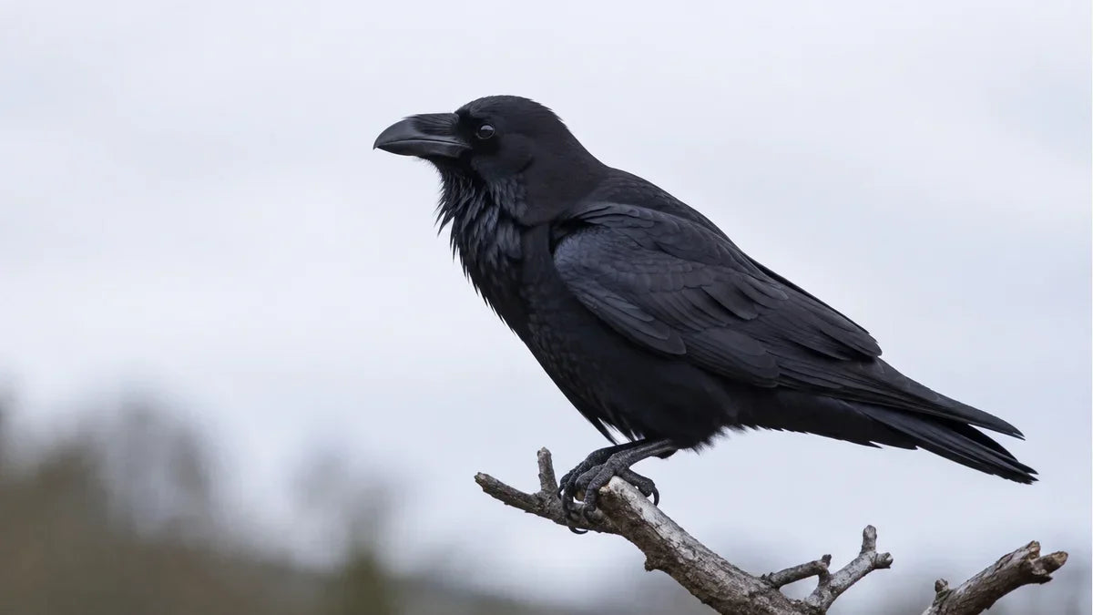 A common raven in profile on a bare branch with its wedge shaped tail and heavy bill visible