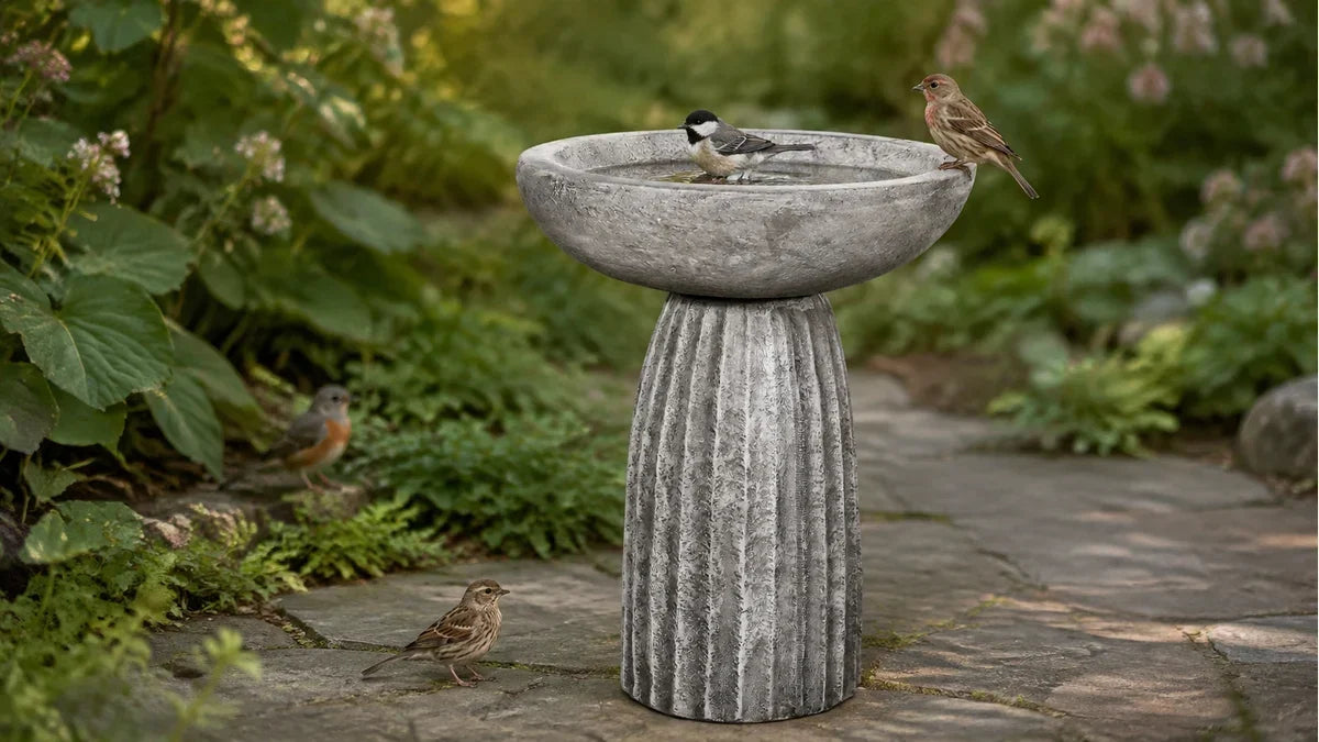 A concrete bird bath with several different small bird species on and around it at once