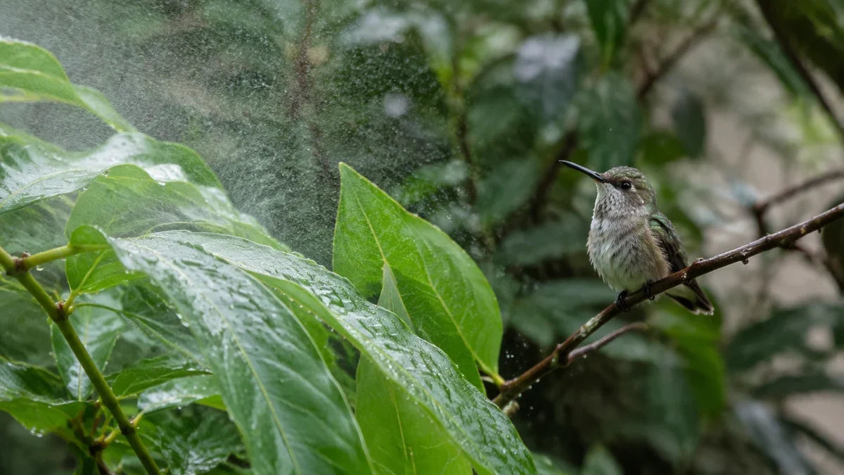 A hummingbird perched on a twig beside wet garden leaves in a fine mist