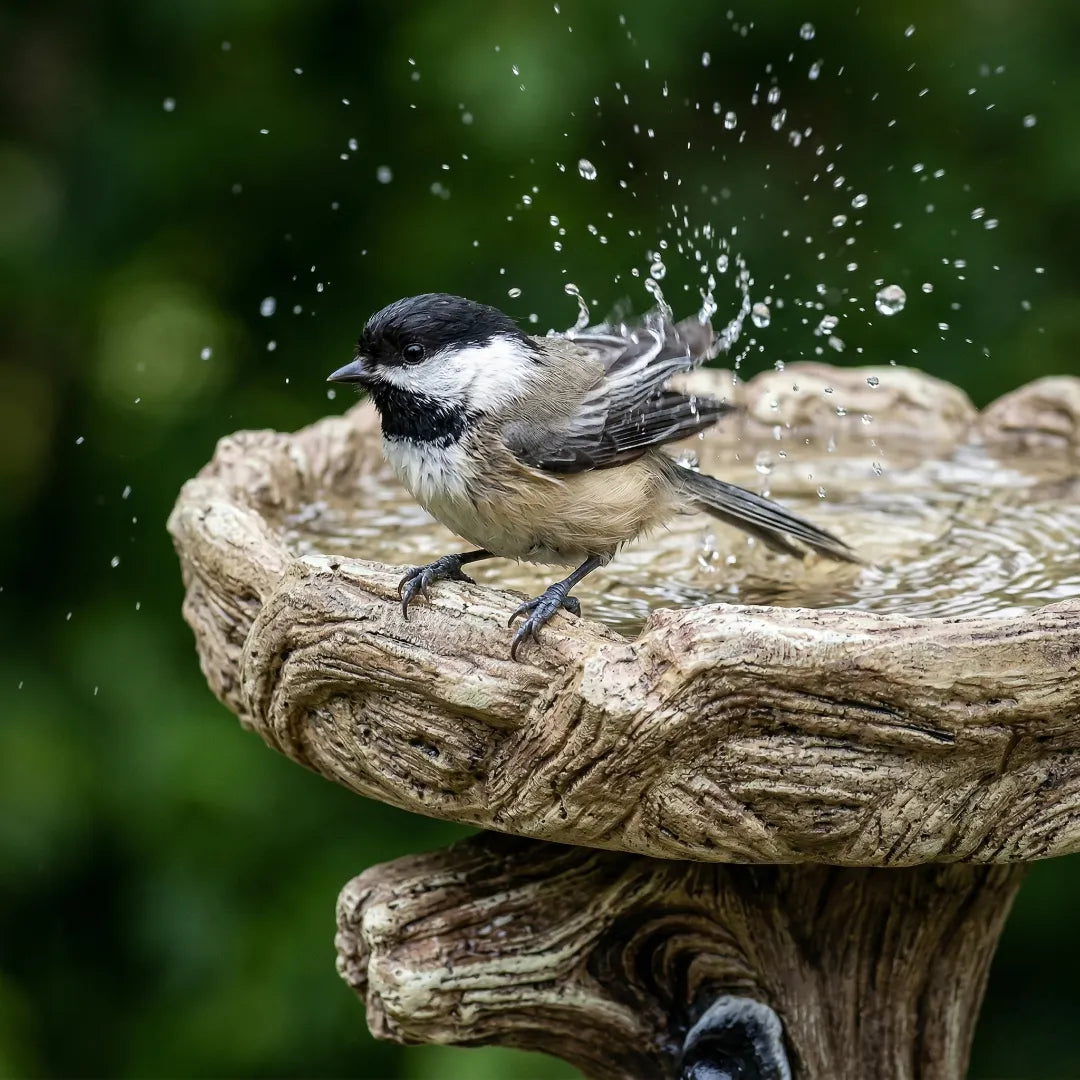 Small wild bird bathing and gripping a textured rim.